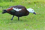 Paradise Shelduck